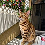 cat, bengal_cat, table, can, diet_coke, flowers, artificial_flowers, sunlight, shadow, green_eyes, pet, indoor, decor, furniture, wall, pattern, plant, relaxing, animal, portrait