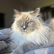 Enzo is registered to the contest to win money with this photo: cat, fluffy, blue_eyes, pet, animal, feline, indoor, soft_light, bed, blanket, relaxed, portrait, whiskers, close_up, domestic_cat, cute, mammal, fur, resting, cozy