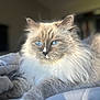 cat, fluffy, blue_eyes, pet, animal, feline, indoor, soft_light, bed, blanket, relaxed, portrait, whiskers, close_up, domestic_cat, cute, mammal, fur, resting, cozy