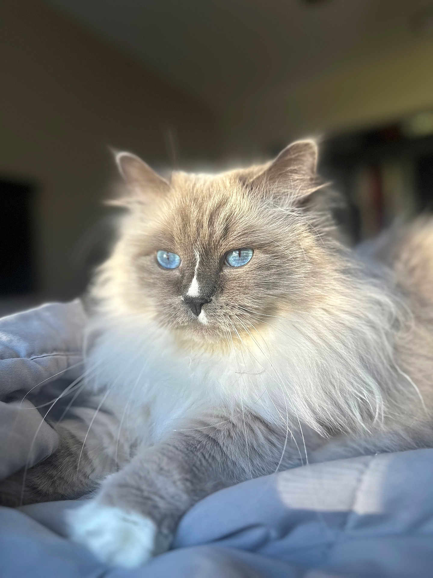 Enzo is registered to the contest to win money with this photo: cat, fluffy, blue_eyes, pet, animal, feline, indoor, soft_light, bed, blanket, relaxed, portrait, whiskers, close_up, domestic_cat, cute, mammal, fur, resting, cozy