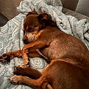 Spud joined the competition — help win amazing prizes! animal, blanket, brown_dog, canine, comfortable, cozy, curled_up, cute, dog, fur, home, indoor, napping, paw, pet, relaxed, resting, sleeping, snout, soft_texture