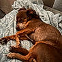 animal, blanket, brown_dog, canine, comfortable, cozy, curled_up, cute, dog, fur, home, indoor, napping, paw, pet, relaxed, resting, sleeping, snout, soft_texture