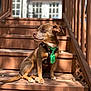 Spud is registered to the contest to win money with this photo: animal, brown_dog, calm, cute, daylight, dog, leisure, looking_away, outdoor, pet, portrait, shadow, sitting, small_dog, stairs, sunlight, tie, tie_with_shamrocks, wood, wooden_stairs
