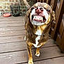 dog, teeth, grin, brown_fur, white_chest, paw, wooden_deck, brick_wall, tail, pet, canine, outdoor, playful, animal, closeup, smile, fur, collar, tongue, expression
