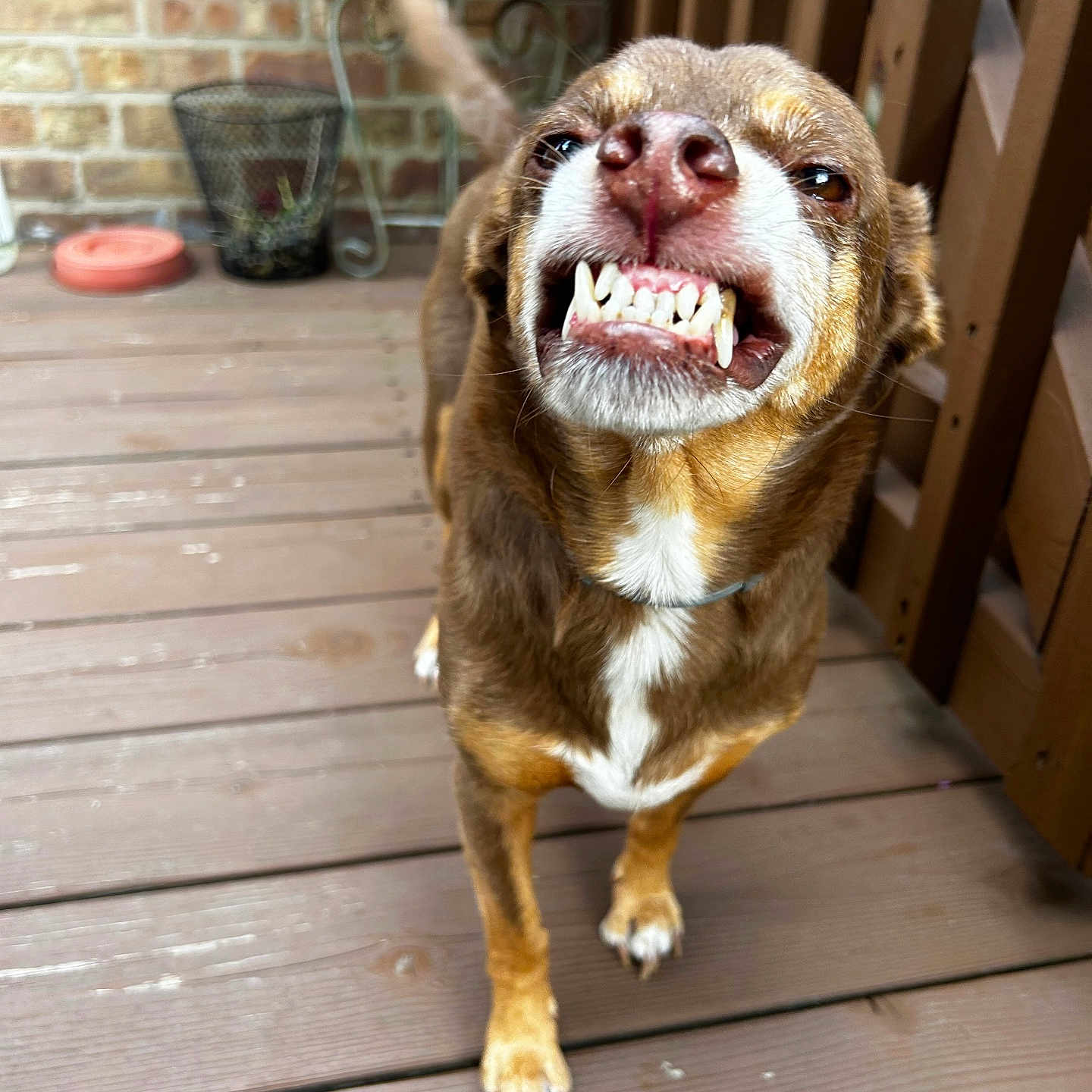Spud is registered to the contest to win money with this photo: animal, brick_wall, brown_fur, canine, closeup, collar, dog, expression, fur, grin, outdoor, paw, pet, playful, smile, tail, teeth, tongue, white_chest, wooden_deck