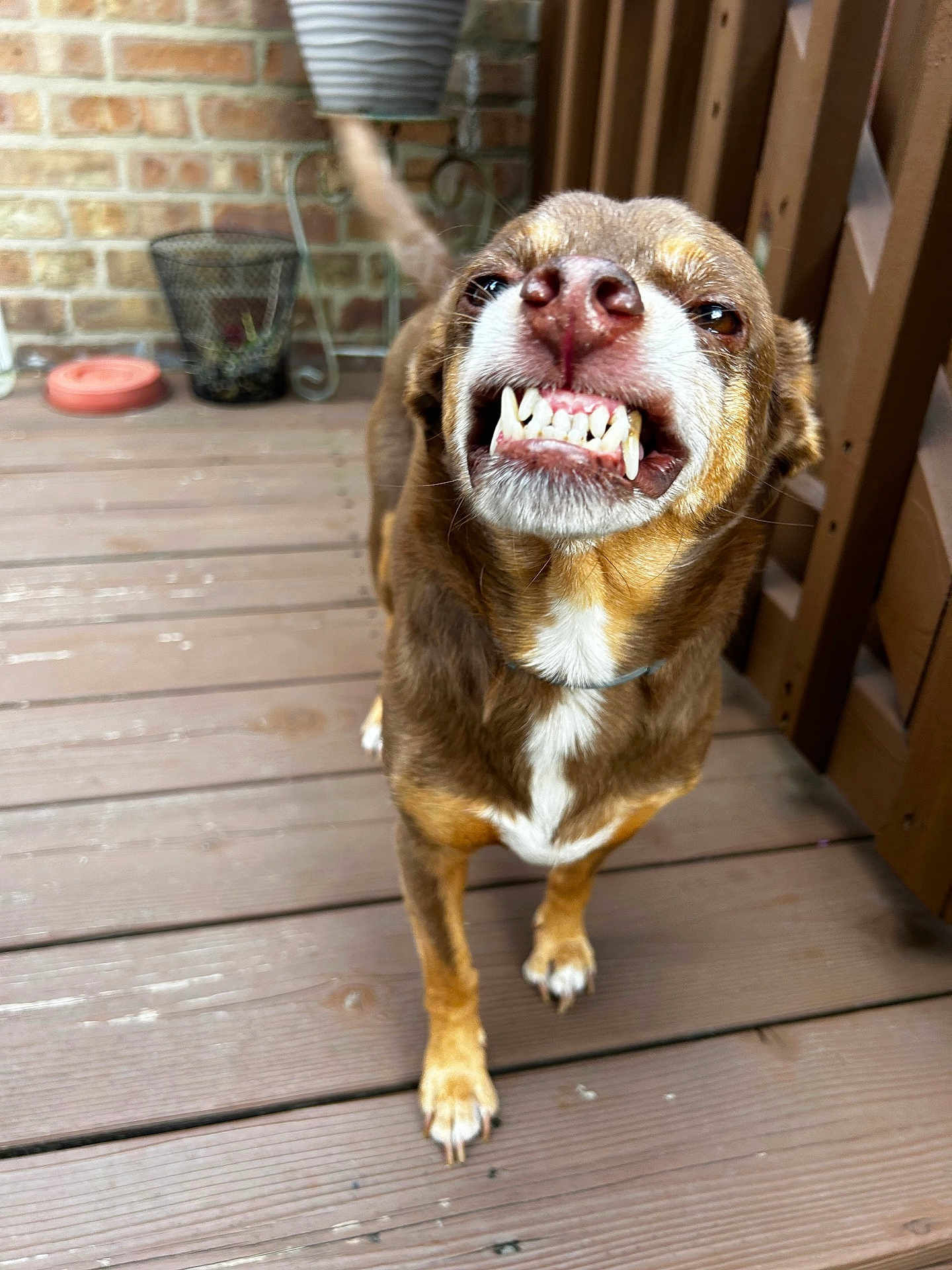 Spud is registered to the contest to win money with this photo: dog, teeth, grin, brown_fur, white_chest, paw, wooden_deck, brick_wall, tail, pet, canine, outdoor, playful, animal, closeup, smile, fur, collar, tongue, expression