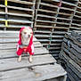 background, blur, dog, foreground, hoodie, industrial, out_of_focus, outdoor, pallets, pattern, pet, pile, planks, red_hoodie, rustic, small_dog, stack, stacked_pallets, wood_texture, wooden_pallets