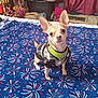 Mafasa is registered to the contest to win money with this photo: air_conditioner, bed, bedroom, blanket, blue_blanket, chihuahua, clutter, curtain, dog, dog_tag, ears, eyes, fireworks_pattern, fur, harness, indoor, paws, pet, portrait, small_dog
