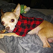 Mafasa joined the competition — help win amazing prizes! dog, small_dog, chihuahua, red_jacket, black_jacket, blanket, gray_blanket, chewing, treat, indoor, pet, fur, animal, cozy, plush_toy, resting, lying_down, cute, curious, domestic