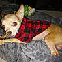 dog, small_dog, chihuahua, red_jacket, black_jacket, blanket, gray_blanket, chewing, treat, indoor, pet, fur, animal, cozy, plush_toy, resting, lying_down, cute, curious, domestic