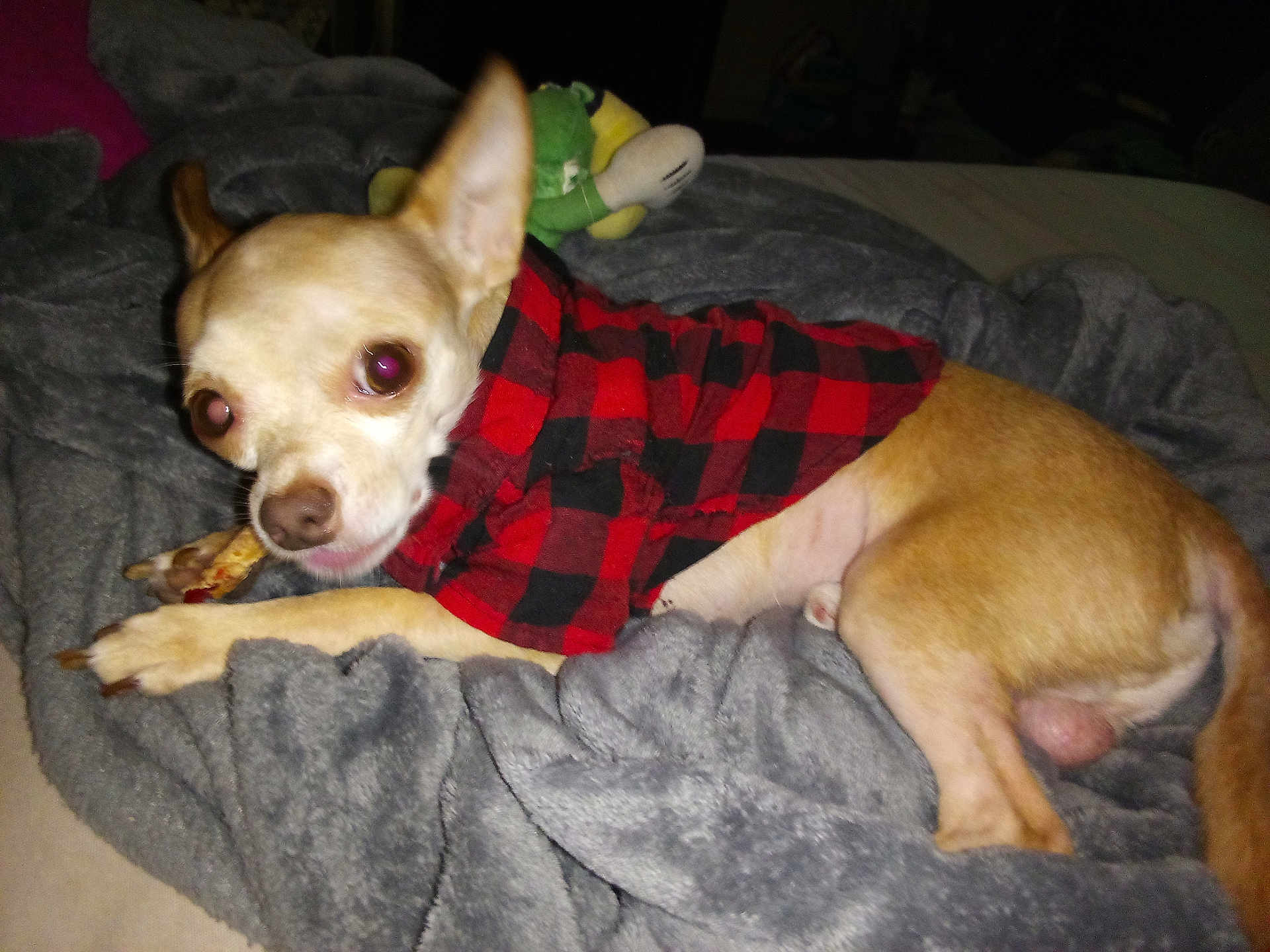 Mafasa joined the competition — help win amazing prizes! dog, small_dog, chihuahua, red_jacket, black_jacket, blanket, gray_blanket, chewing, treat, indoor, pet, fur, animal, cozy, plush_toy, resting, lying_down, cute, curious, domestic
