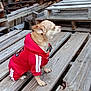 beige_fur, casual_outfit, chain_collar, chihuahua, dog, hoodie, outdoor, paws, pet, portrait, posed_pet, profile_view, red_clothing, rustic, side_view, sitting, small_dog, textured_wood, wood, wooden_pallets