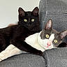 cat, black_cat, gray_cat, white_cat, pets, feline, couch, furniture, indoor, relaxed, cute, animal, companions, closeup, portrait, whiskers, ears, eyes, resting, cozy