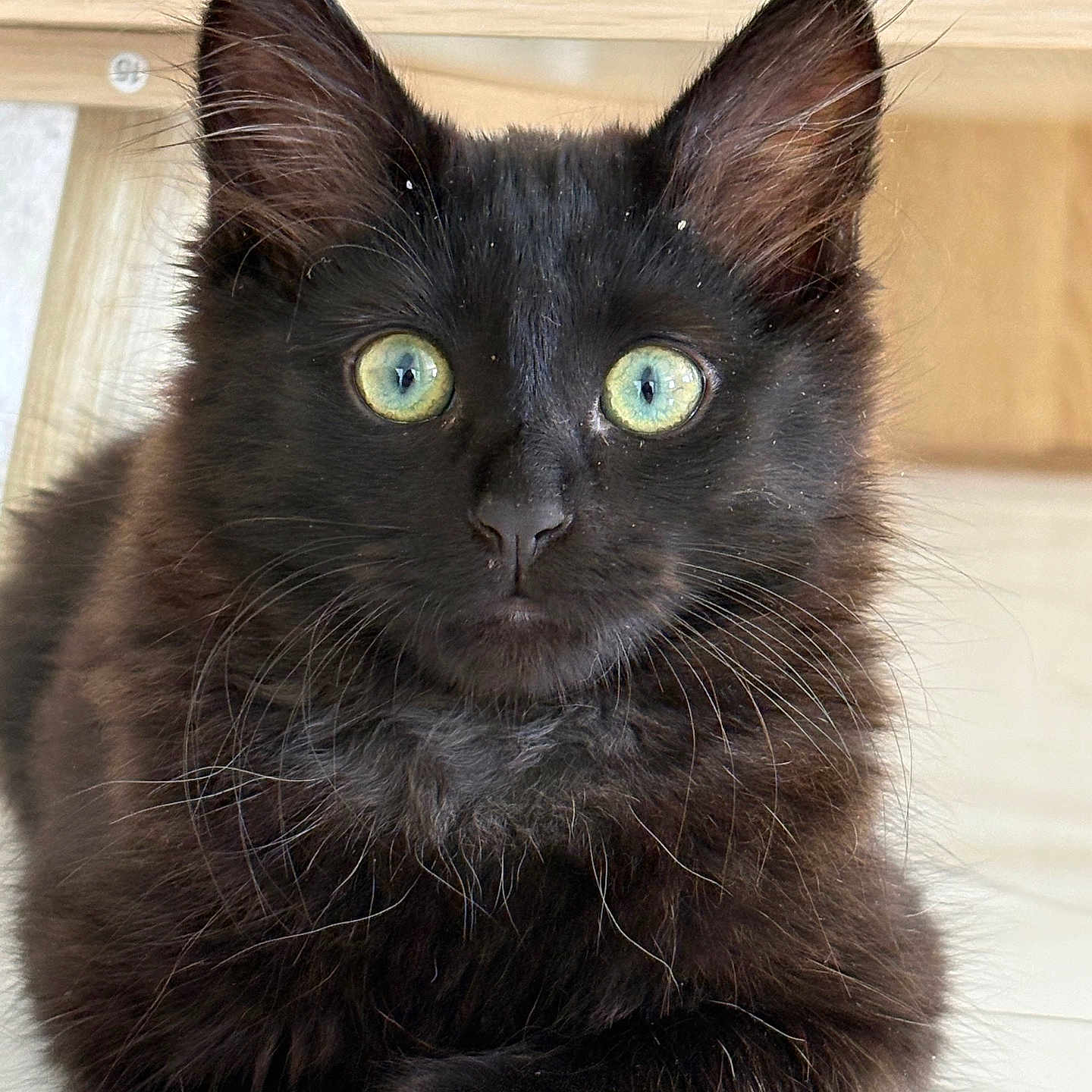 Sombat participe au concours pour gagner de l'argent avec cette photo : black_cat, kitten, pet, animal, feline, whiskers, green_eyes, fur, cute, indoor, closeup, portrait, young, domestic_animal, laying, looking, soft, ears, nose, curious