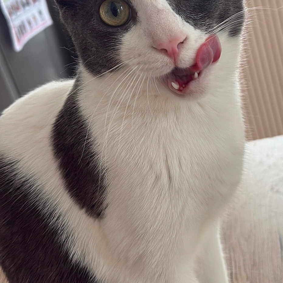Phimchan a rejoint le concours — aidez-le/la à gagner de superbes lots ! cat, black_and_white, indoor, tongue_out, playful, curious, pet, animal, feline, sitting, wooden_surface, close_up, whiskers, ears, eyes, fur, household, window, blurred_background, cute