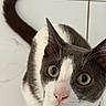 Phimchan participe au concours pour gagner de l'argent avec cette photo : cat, pet, animal, curious, green_eyes, pink_nose, grey_fur, white_fur, tail, collar, closeup, indoor, floor, tiled_floor, whiskers, cute, feline, looking_up, domestic_cat, playful