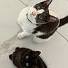 cat, black_cat, white_and_black_cat, pets, animals, feline, looking_up, curious, indoor, floor, tile_floor, fur, whiskers, ears, eyes, collar, two_cats, sitting, domestic_cat, cute