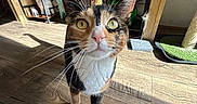 Nala is registered to the contest to win money with this photo: cat, calico, pet, animal, indoor, wooden_floor, sunlight, shadow, shelf, decor, scratching_post, whiskers, tail, close_up, curious, green_eyes, feline, home, cute, domestic