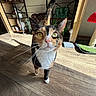 cat, calico, pet, animal, indoor, wooden_floor, sunlight, shadow, shelf, decor, scratching_post, whiskers, tail, close_up, curious, green_eyes, feline, home, cute, domestic