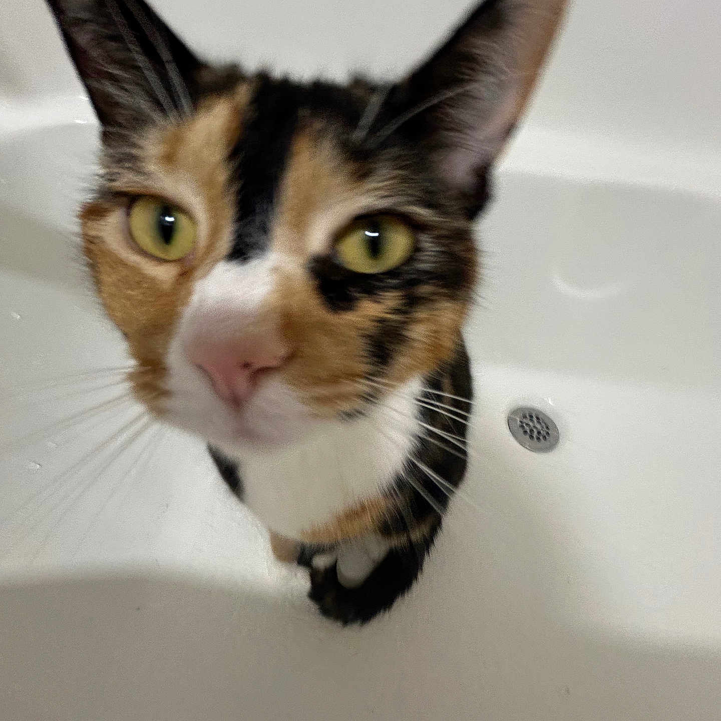 Nala