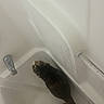 Nala joined the competition — help win amazing prizes! cat, bathtub, water, leg, pet, animal, indoor, curious, looking_up, white, floor_drain, bathroom, domestic, feline, wet, reflection, corner, human_leg, paw, tail