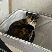Nala joined the competition — help win amazing prizes! cat, calico_cat, pet, animal, indoor, storage_bin, fabric, curled_up, relaxed, sleepy, door, wall, home, cozy, feline, fur, whiskers, ears, resting, cute
