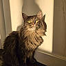 Fluffball joined the competition — help win amazing prizes! adorable, animal, calm, cat, close_up, cute, domestic_cat, feline, fluffy, fur, indoor, pet, portrait, shadow, sitting, sunlight, tabby_cat, wall, whiskers, yellow_eyes