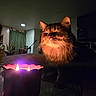 Fluffball joined the competition — help win amazing prizes! animal, candle, cat, closeup, cozy, cute, dark_background, dim_light, feline, flame, fur, glow, home, indoor, orange_light, pet, quiet, relaxation, serene, whiskers