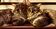 Fluffball is registered to the contest to win money with this photo: animal, cat, closeup, companionship, cozy, cute, domestic_animal, ears, feline, fur, indoor, pet, relaxed, resting, snuggling, soft_light, tabby_cat, two_animals, whiskers, wooden_stairs