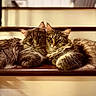 animal, cat, closeup, companionship, cozy, cute, domestic_animal, ears, feline, fur, indoor, pet, relaxed, resting, snuggling, soft_light, tabby_cat, two_animals, whiskers, wooden_stairs