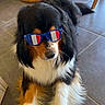 dog, berner_mountain_dog, fluffy, tri_color, black_fur, white_fur, brown_fur, sunglasses, patriotic, blue_glasses, indoor, kitchen, tile_floor, seated, portrait, pet, long_hair, white_chest, paws, funny
