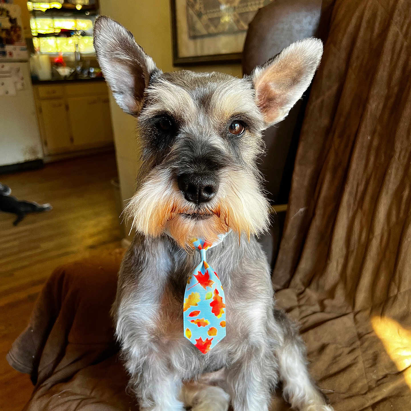 Spencer is registered to the contest to win money with this photo: accessories, animal, architecture, building, canine, chair, couch, dog, formalwear, furniture, hardwood, indoors, livingroom, person, pet, puppy, room, terrier, tie, wood