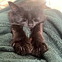 animal, black_cat, blanket, cat, claws, closeup, comfort, cozy, fur, green_blanket, indoor, napping, paws, pet, relaxation, resting, sleeping, soft_texture, sunlight, warm_light