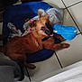 animal, blanket, blue_toy, brown_dog, chewing, collar, cute, dog, ears, floor, happy, indoor, lying_down, mammal, pet, pet_bed, playful, puppy, tile_floor, toy
