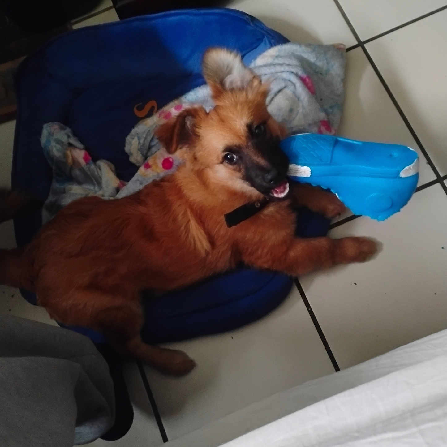 Oliver Brown is registered to the contest to win money with this photo: animal, blanket, blue_toy, brown_dog, chewing, collar, cute, dog, ears, floor, happy, indoor, lying_down, mammal, pet, pet_bed, playful, puppy, tile_floor, toy