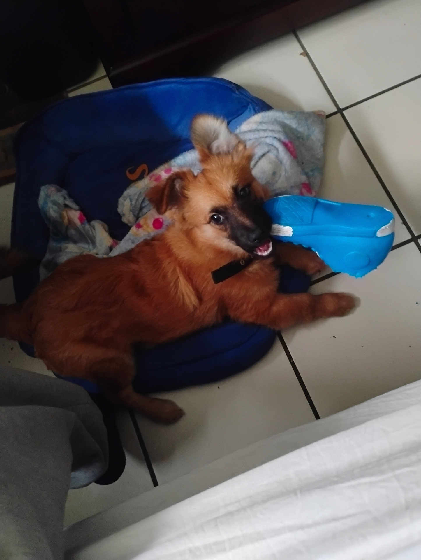 Oliver Brown is registered to the contest to win money with this photo: puppy, dog, toy, blue_toy, pet_bed, blanket, tile_floor, indoor, brown_dog, chewing, playful, pet, animal, mammal, cute, ears, collar, lying_down, floor, happy