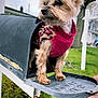 dog, yorkie, small_dog, mailbox, sweater, pet, outdoor, grass, tree, front_yard, close_up, cute, canine, portrait, animal, paw, human_hand, metal, residential, spring