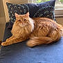 cat, orange_cat, fluffy, long_hair, indoor, window, pillow, blue, flower, plant, resting, pet, feline, domestic_animal, cozy, relaxed, fur, tail, animal, home
