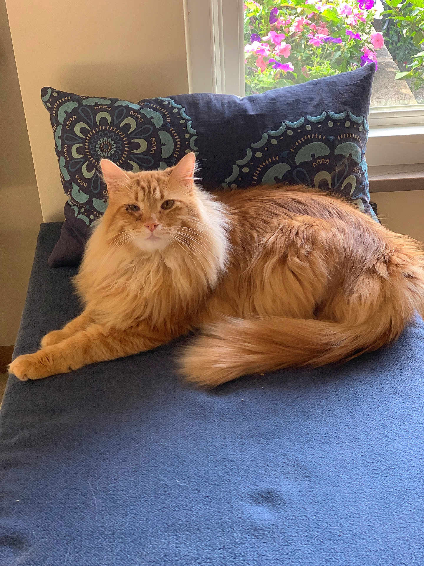 Sonny is registered to the contest to win money with this photo: cat, orange_cat, fluffy, long_hair, indoor, window, pillow, blue, flower, plant, resting, pet, feline, domestic_animal, cozy, relaxed, fur, tail, animal, home
