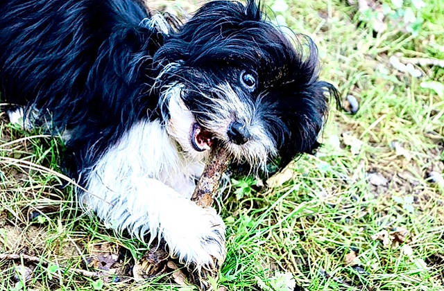Pookie a rejoint le concours — aidez-le/la à gagner de superbes lots ! canidae, carnivore, companion_dog, dog, dog_breed, fur, grass, liver, maltepoo, plant, shih_poo, shih_tzu, small_terrier, snout, sporting_group, terrestrial_animal, terrier, toy_dog, water_dog, working_animal