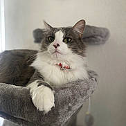 Tornade a rejoint le concours — aidez-le/la à gagner de superbes lots ! abyssinian, angora, animal, armchair, blanket, bodypart, cat, chair, couch, furniture, indoors, kitten, machine, manx, mouth, person, pet, siamese, sleeping, wheel