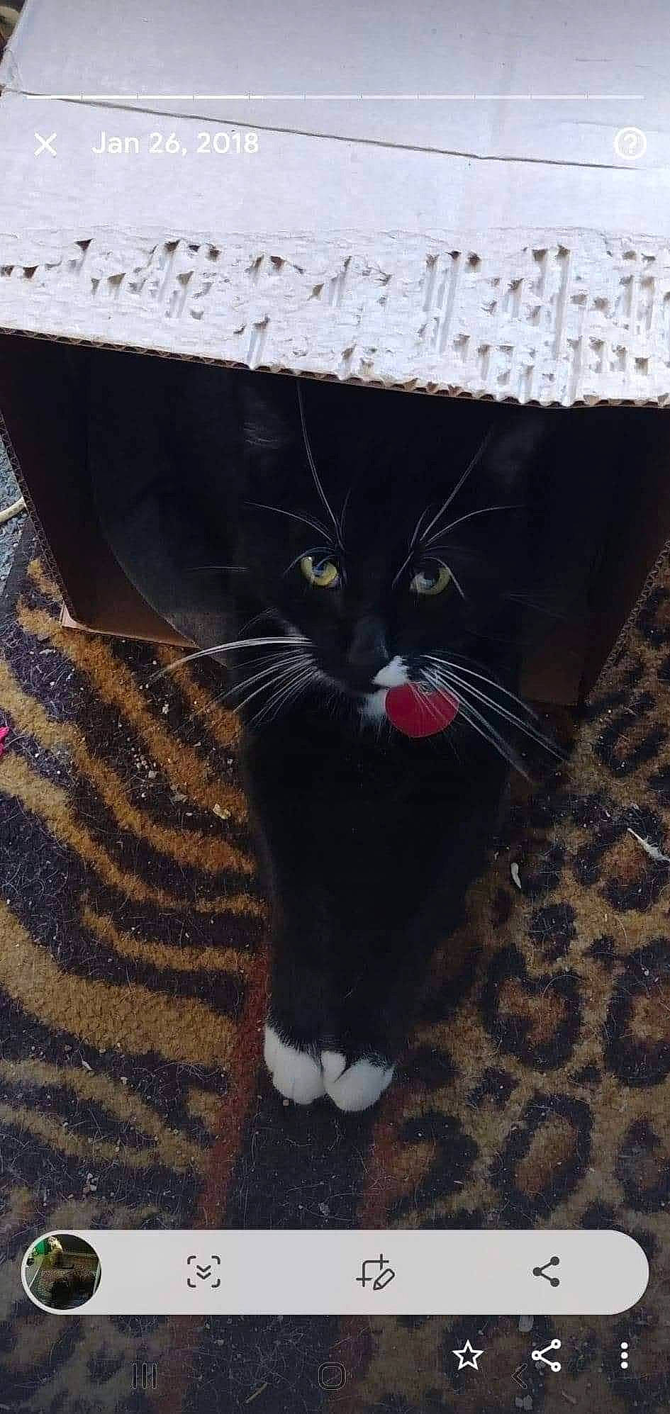 Gizmo is registered to the contest to win money with this photo: black_cat, carnivore, cat, claw, domestic_short_haired_cat, felidae, flooring, foot, fur, grass, grey, mammal, paw, photo_caption, sand, small_to_medium_sized_cats, snout, tail, terrestrial_animal, whiskers