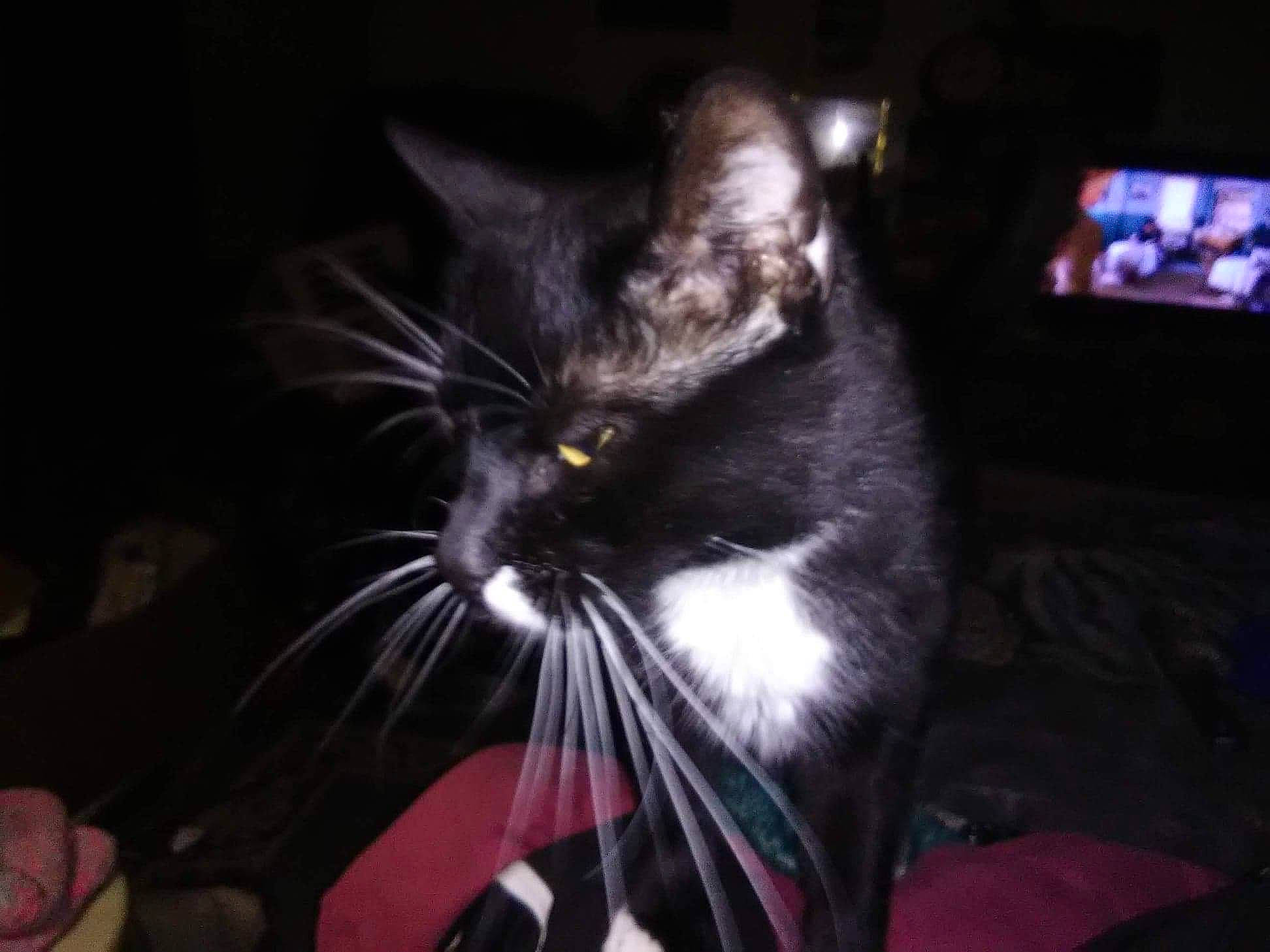 Gizmo joined the competition — help win amazing prizes! black_cat, carnivore, cat, claw, comfort, darkness, display_device, domestic_short_haired_cat, event, felidae, foot, fur, paw, photo_caption, small_to_medium_sized_cats, snout, tail, television, terrestrial_animal, whiskers