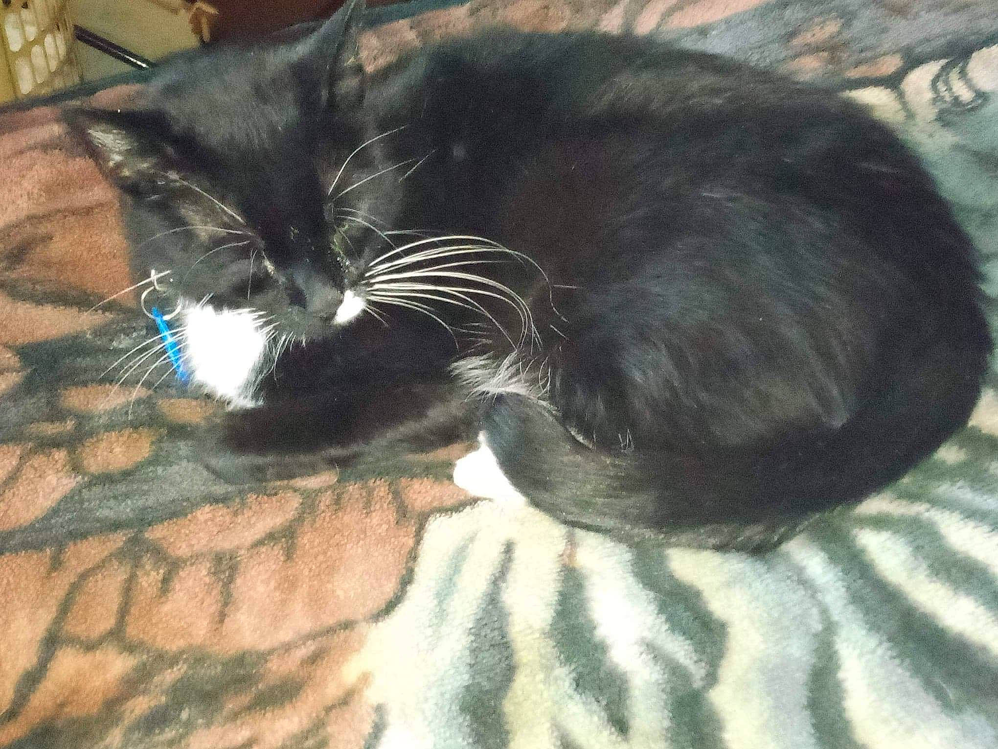 Gizmo is registered to the contest to win money with this photo: black_cat, carnivore, cat, claw, cloud, comfort, domestic_short_haired_cat, ear, felidae, fur, leg, mammal, nap, paw, sitting, small_to_medium_sized_cats, snout, tail, vertebrate, whiskers