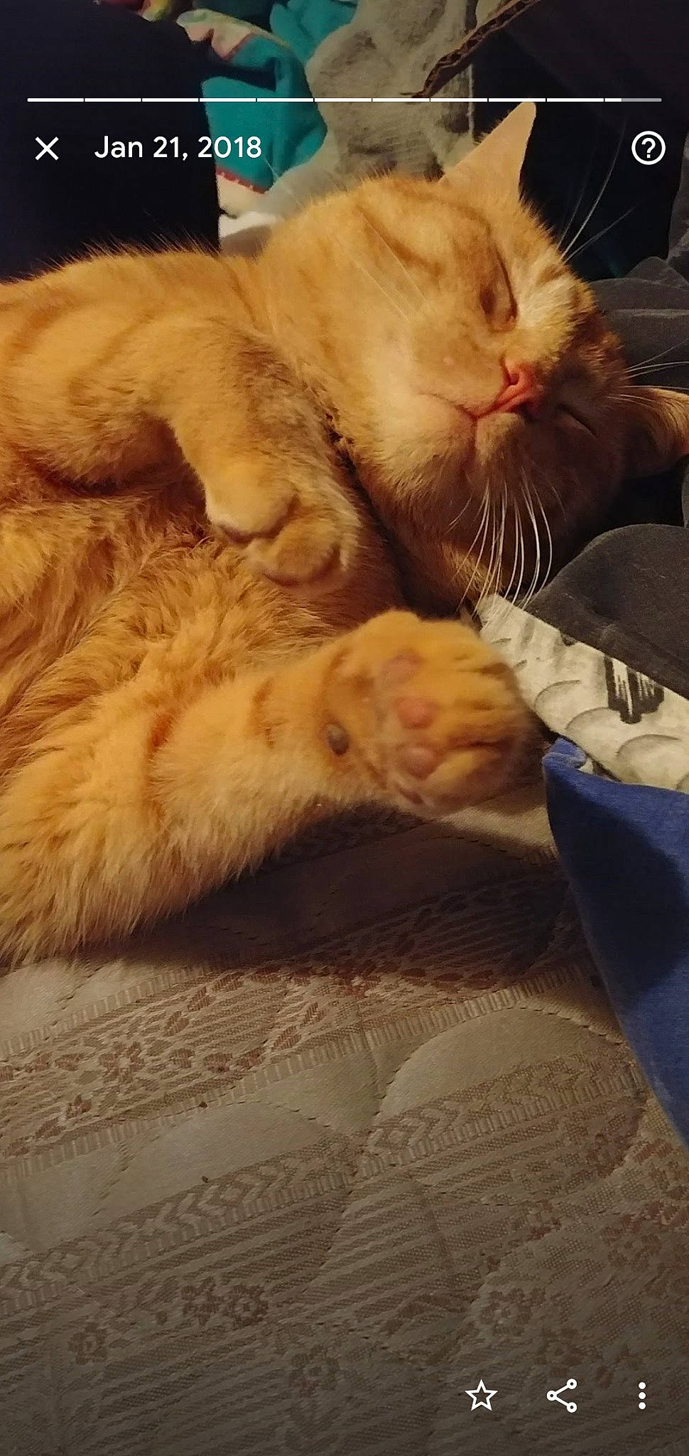 Hurcules joined the competition — help win amazing prizes! bed, carnivore, cat, claw, cloud, comfort, companion_dog, domestic_short_haired_cat, fawn, felidae, fur, linens, nap, paw, sky, sleep, small_to_medium_sized_cats, snout, tail, whiskers