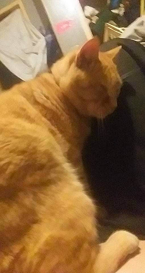 Hurcules joined the competition — help win amazing prizes! carnivore, cat, claw, comfort, domestic_short_haired_cat, fawn, felidae, flooring, fur, paw, small_to_medium_sized_cats, tail, terrestrial_animal, whiskers, wood