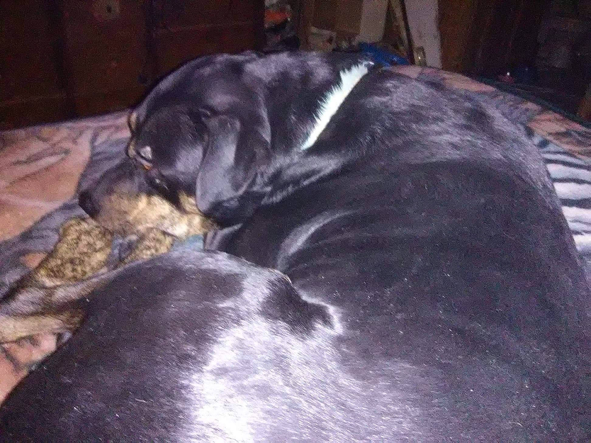 Lucy joined the competition — help win amazing prizes! borador, canidae, carnivore, comfort, companion_dog, dog, dog_breed, fawn, fur, grey, guard_dog, nap, non_sporting_group, snout, sporting_group, tail, terrestrial_animal, tints_and_shades, whiskers, working_animal