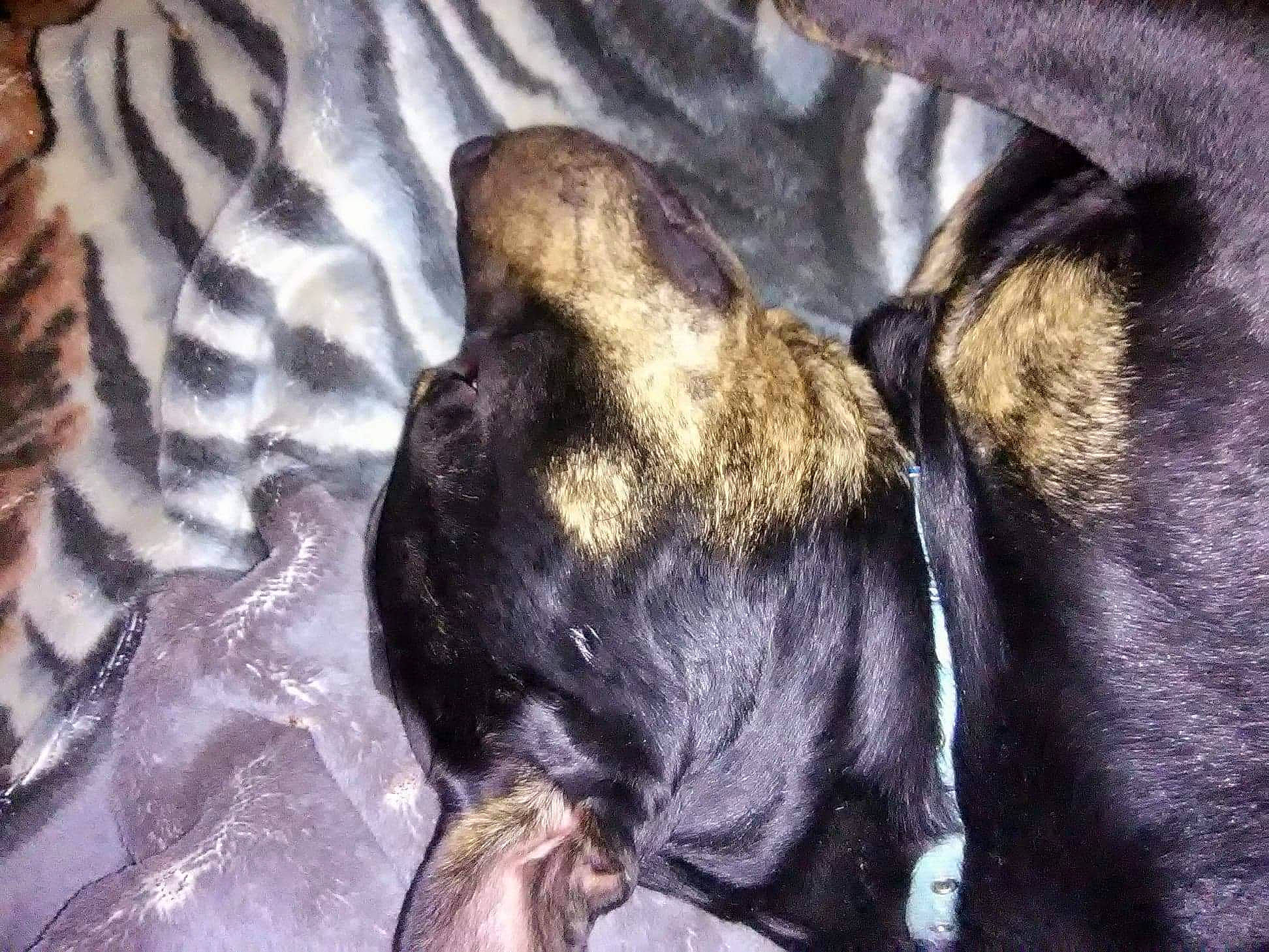 Lucy joined the competition — help win amazing prizes! canidae, carnivore, claw, comfort, companion_dog, dog, dog_breed, electric_blue, fur, guard_dog, nap, non_sporting_group, paw, puppy, sleep, sporting_group, tail, toy_dog, whiskers, working_animal