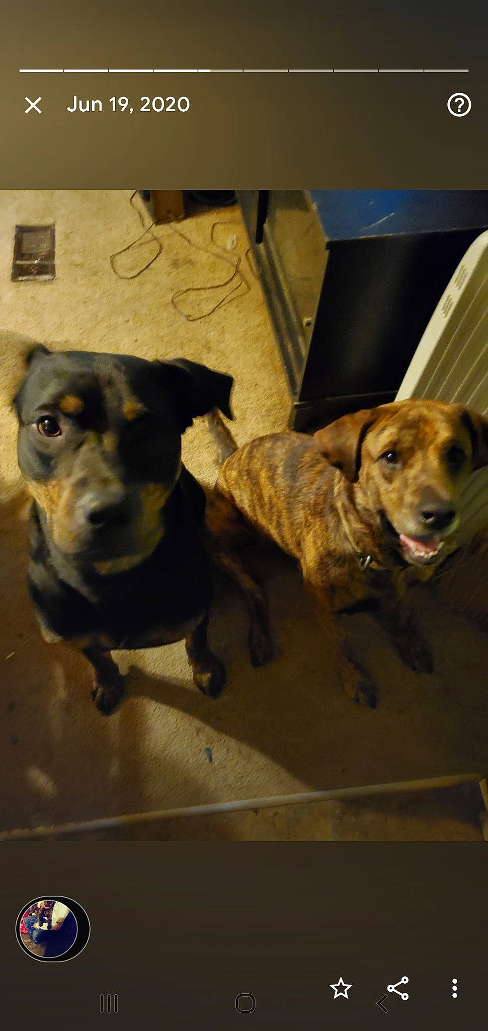 Lucy joined the competition — help win amazing prizes! canidae, carnivore, chair, companion_dog, dog, dog_breed, fawn, flooring, fur, guard_dog, gun_dog, liver, pet_supply, puppy, retriever, snout, sporting_group, wood, working_animal, working_dog