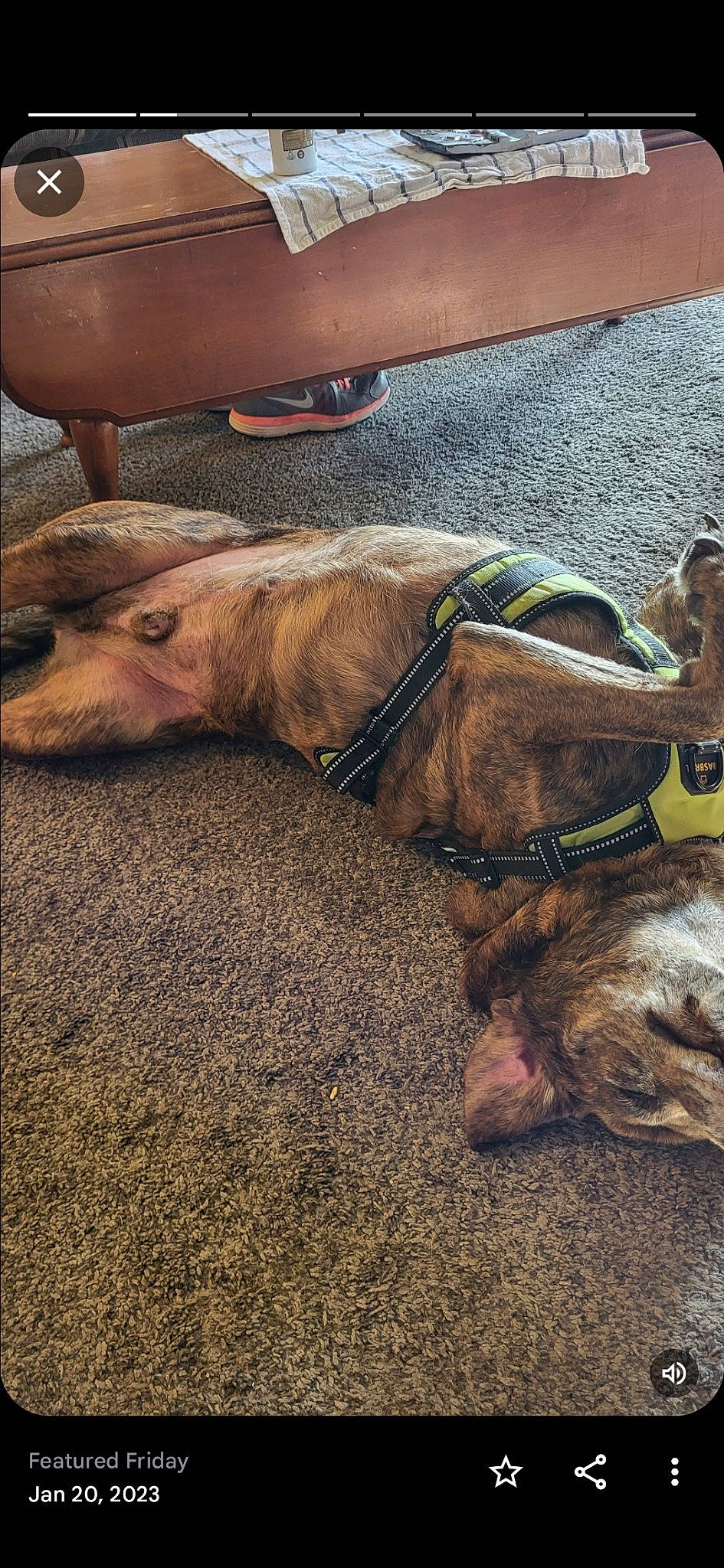 Jefee' joined the competition — help win amazing prizes! asphalt, canidae, carnivore, collar, companion_dog, dog, dog_breed, dog_collar, fawn, flooring, fur, leash, liver, paw, pet_supply, snout, sporting_group, terrestrial_animal, wood, working_animal